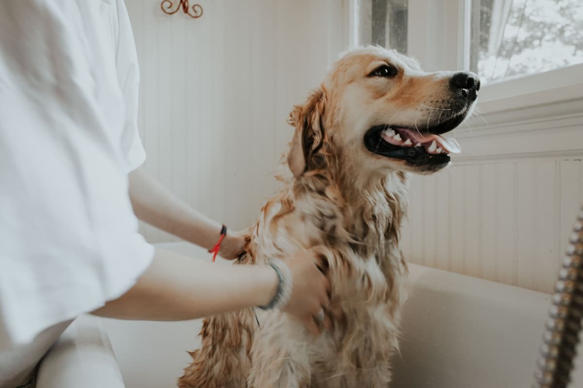 How often to groom your dog guide for Central Texas pet parents