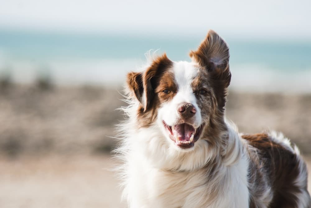 De-shedding vs full groom comparison for Waco TX dogs